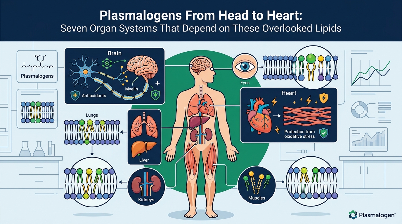 Plasmalogens From Head to Heart: Seven Organ Systems That Depend on These Overlooked Lipids